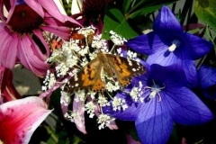 Butterfly Release 2013