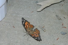 butterfly release