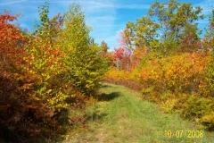 Fall Foliage