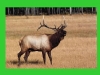 elk