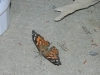 butterfly08