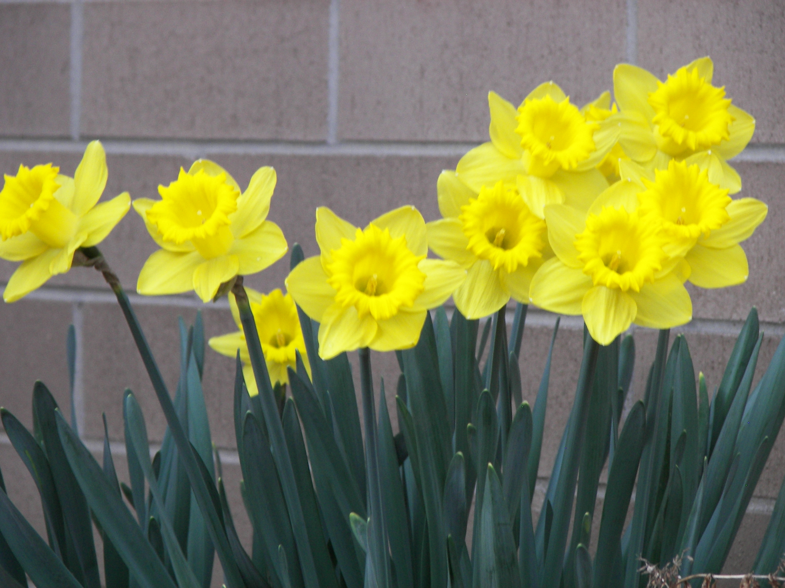 Daffodils outside the city building in DuBois