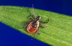 Blacklegged tick, also known as a deer tick (Penn State Live)