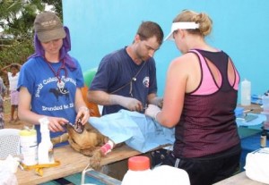 With the help of two volunteers, Stachmus (center) performs a spay/hysterectomy on a dog from the village. (Provided photo)