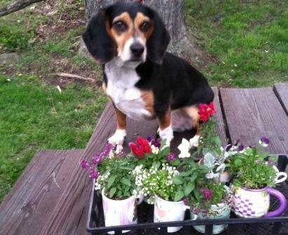 Buddy looks over some of the plants that will be available at the AWC plant sale on May 16-17. (Provided photo)