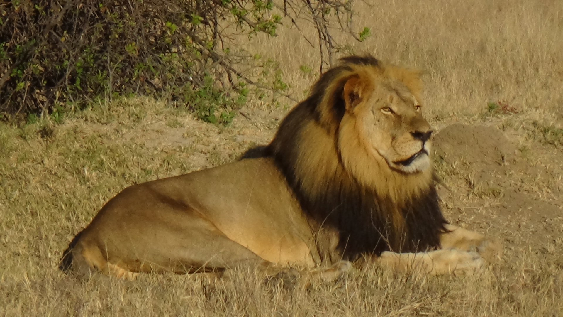 An American man is being sought in connection with a case that has drawn international attention -- the killing of Cecil the lion -- Zimbabwean officials said Tuesday, July 28, 2015. The man suspected in Cecil's death is Walter James Palmer of Eden Prairie, Minnesota, according to Johnny Rodrigues, head of the Zimbabwe Conservation Task Force.