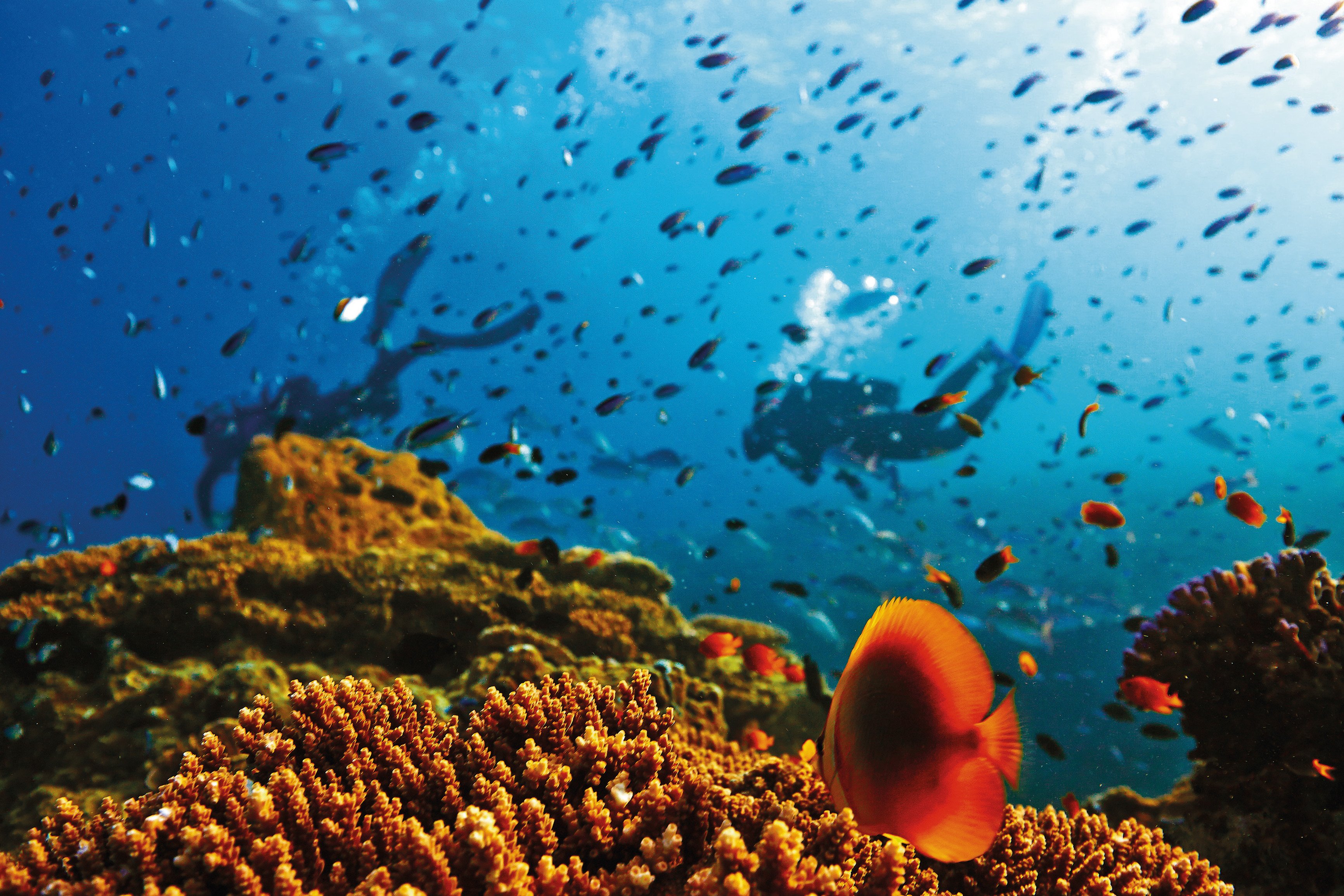 Australia's Great Barrier Reef is the world's largest coral reef ecosystem, hosting scores of marine species, but scientists say that it could become extinct as soon as 2050 due to climate change.