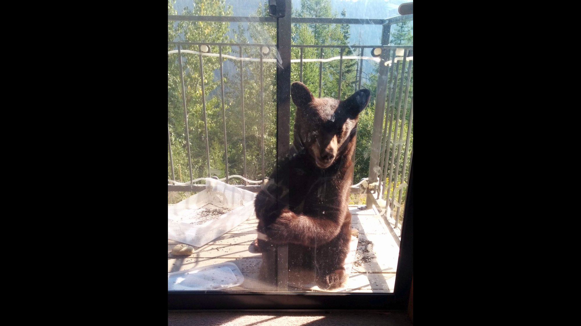 A bear broke into Douglas Harder's Sandpoint, Idaho, home on Wednesday, August 12, 2015 while Harder was out. The bear entered through the sliding door on Harder's second-floor deck and ransacked his condo. Then on Friday, August 14, 2015 a cub tried to squeeze through the small cat door on Harder's front enterance.