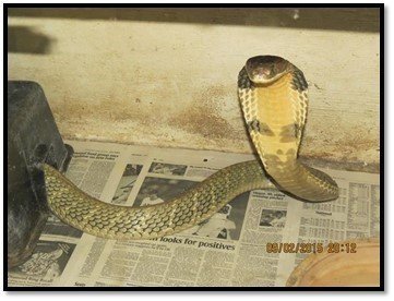 An escaped king cobra was reported today to the Florida Fish and Wildlife Conservation Commission (FWC) by its owner, a licensed and bonded individual. 
The privately owned nonnative, venomous snake was reported to have escaped in the 4800 block of North Apopka Vineland Road in Orlando. The snake is approximately 8 feet in length and is green and yellow in color. A permit is required to possess a king cobra and owners are required to report escaped animals immediately.
This photo is an example of the type of snake FWC is looking for.