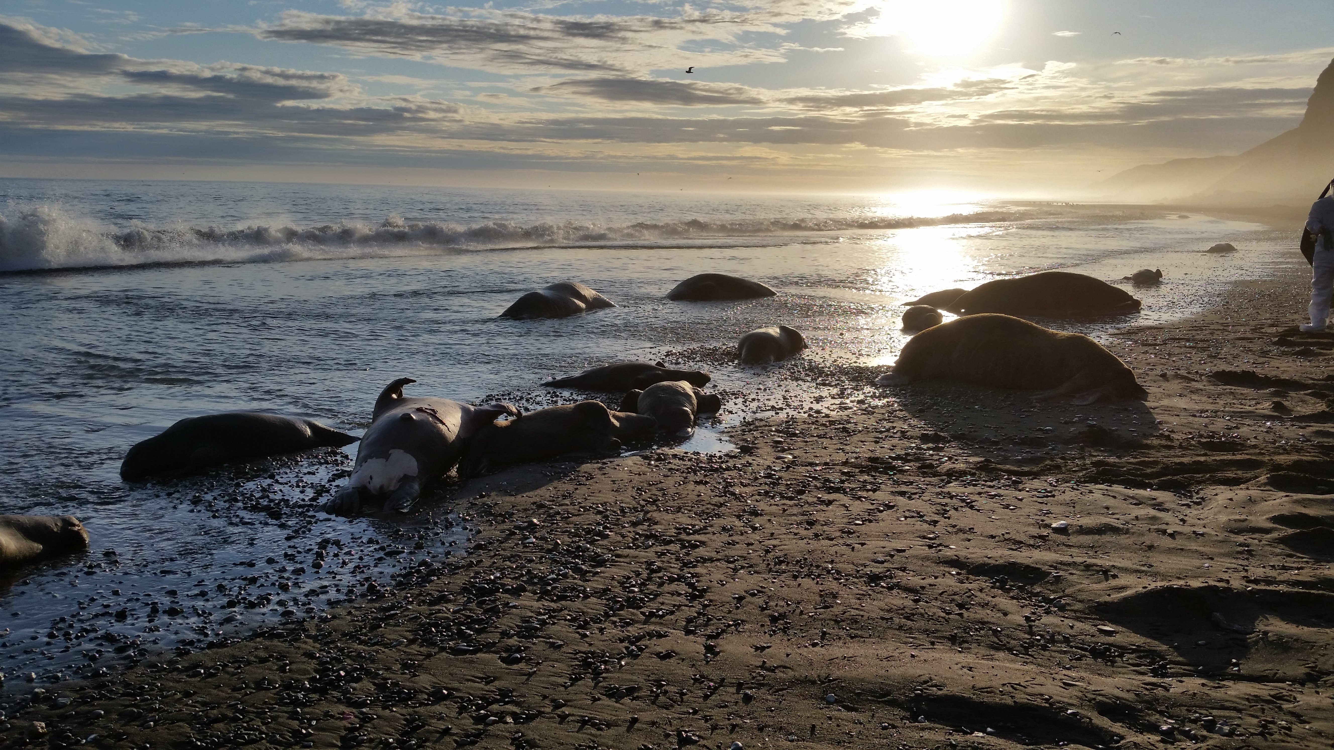 On September 16, 2015, the U.S. Fish and Wildlife Service, Alaska Region, received a report that approximately 25 walrus, including calves, had been killed on the coast of Alaska, near Cape Lisburne, and that some were missing tusks.