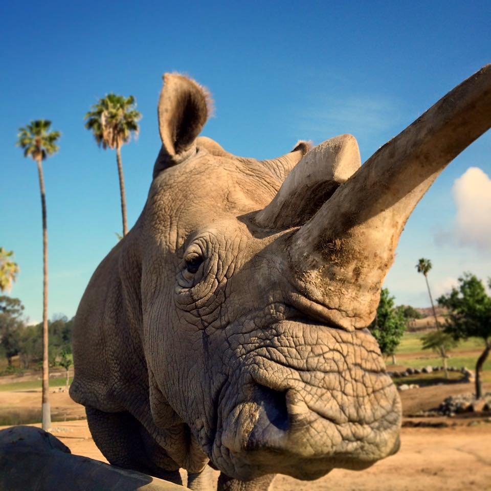 The San Diego Zoo confirms that Nola, a 41-year-old northern white rhino, died after being treated for a bacterial infection and age-related health issues.