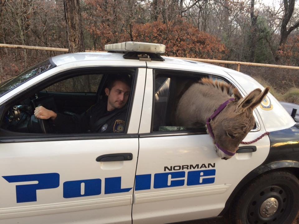 An officer transported a donkey named Squishy in his patrol car that was meandering along a busy roadway to a woman's property four miles away.