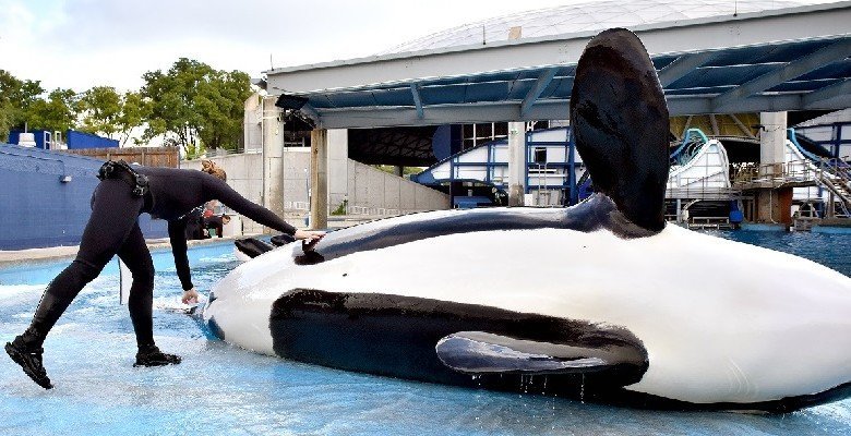 An 18-year-old killer whale has died after a months-long illness at the SeaWorld park in San Antonio. Unna, a 4,600-pound orca, died Monday.