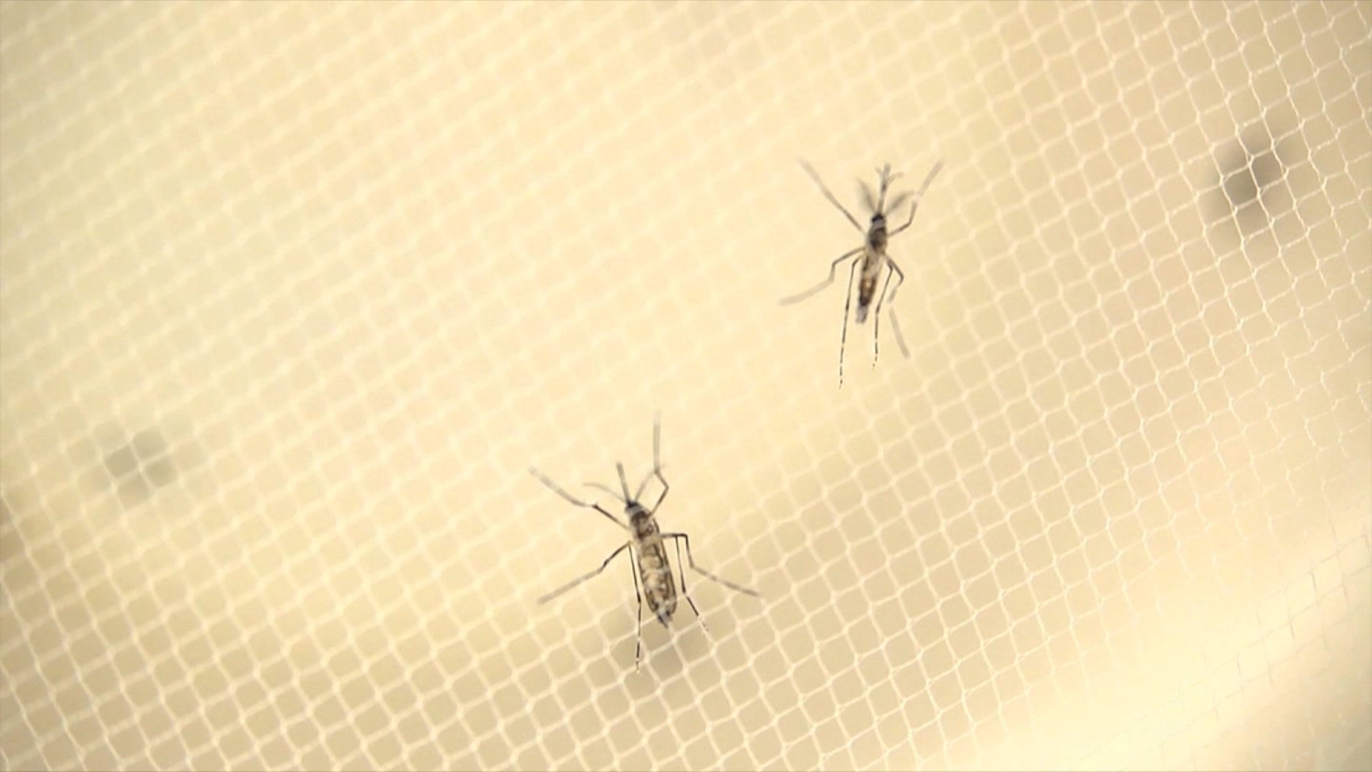 The WHO anticipates the Zika virus will likely spread to all but two countries in South, Central and North America.