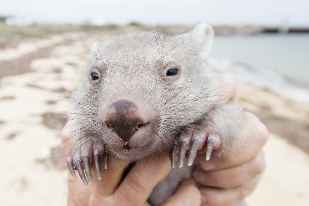 Tourism Australia is holding an in internet contest (open only to Australian residents) for a to Flinders Island for 2-adults and cuddle time with Derek the Wombat, an 8-month old Wombat that was rescued from his mother?s pouch after she was hit by a car in December 2015 and is under the care of a woman named Kate Mooney who lives on Flinders Island.

Mandatory courtesy: Sean Scott Photography courtesy of Tourism Tasmania