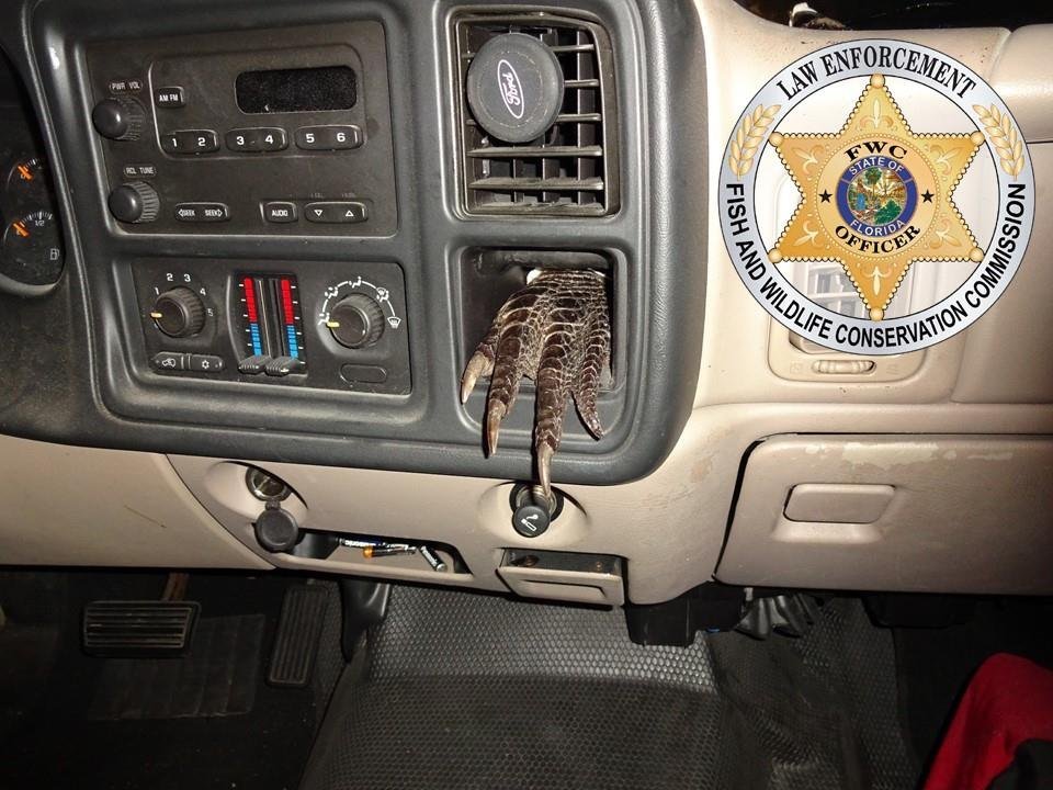 Florida Fish and Wildlife Commission officers had to do some investigating to figure why a gator foot was hanging out of a truck dashboard.