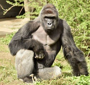 The Cincinnati Zoo shot and killed a western lowland gorilla on Saturday (May 28, 2016) after a 4-year-old boy slipped into the animal's enclosure.
(File photo of Harambe, the gorilla killed)
