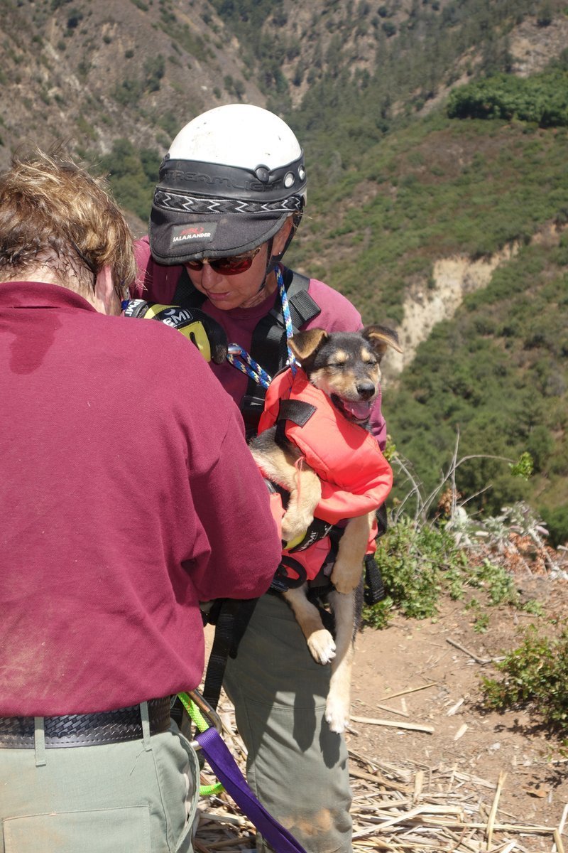 Officers rappelled down 100 feet to a ravine to rescue a 10-week-old German shepherd in Pauma Valley Tuesday.