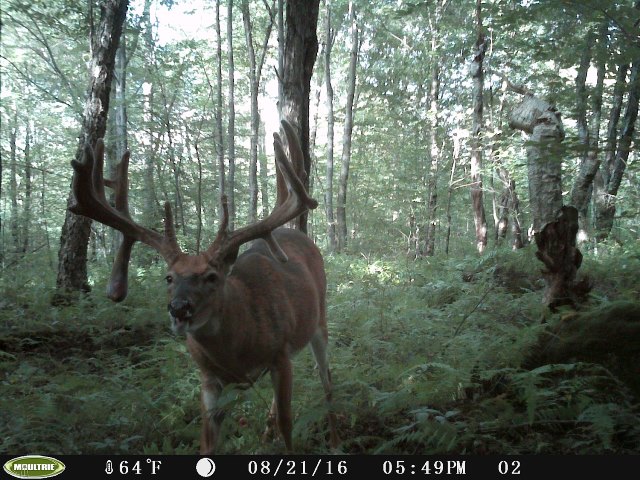 Mike Streich, of Ridgway, Pa., captured a trail-camera photo Aug. 21 of this drop-tine monster buck in Elk County. The photo is among the August finalists in the Pennsylvania Game Commission’s Big-Buck Trail Cam Contest. Monthly winners receive a trail cam. Go to the Game Commission’s Facebook page to vote for your favorite. (Provided photo)