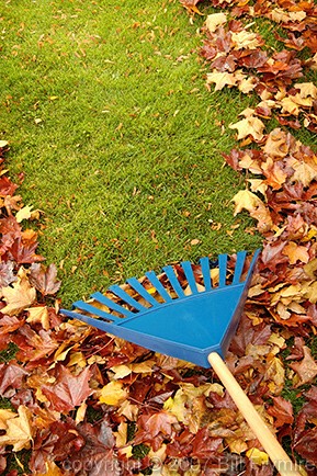 copyright Bill Frymire Nov 2003

Rake and Leaves