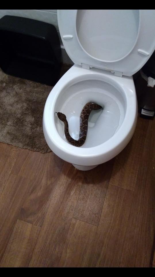 Big Country Snake removal company finds 24 snakes underneath family home in Texas. A young boy who resides in the home in Abilene, Texas, woke up Tuesday, Jan 31, 2017 morning and headed to the bathroom to find a rattlesnake slithering up his toilet bowl, WFMY reports.