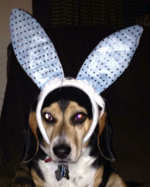 Buddy is getting ready to have some fun with his four-legged friends at the Easter bone hunt. (Provided photo)