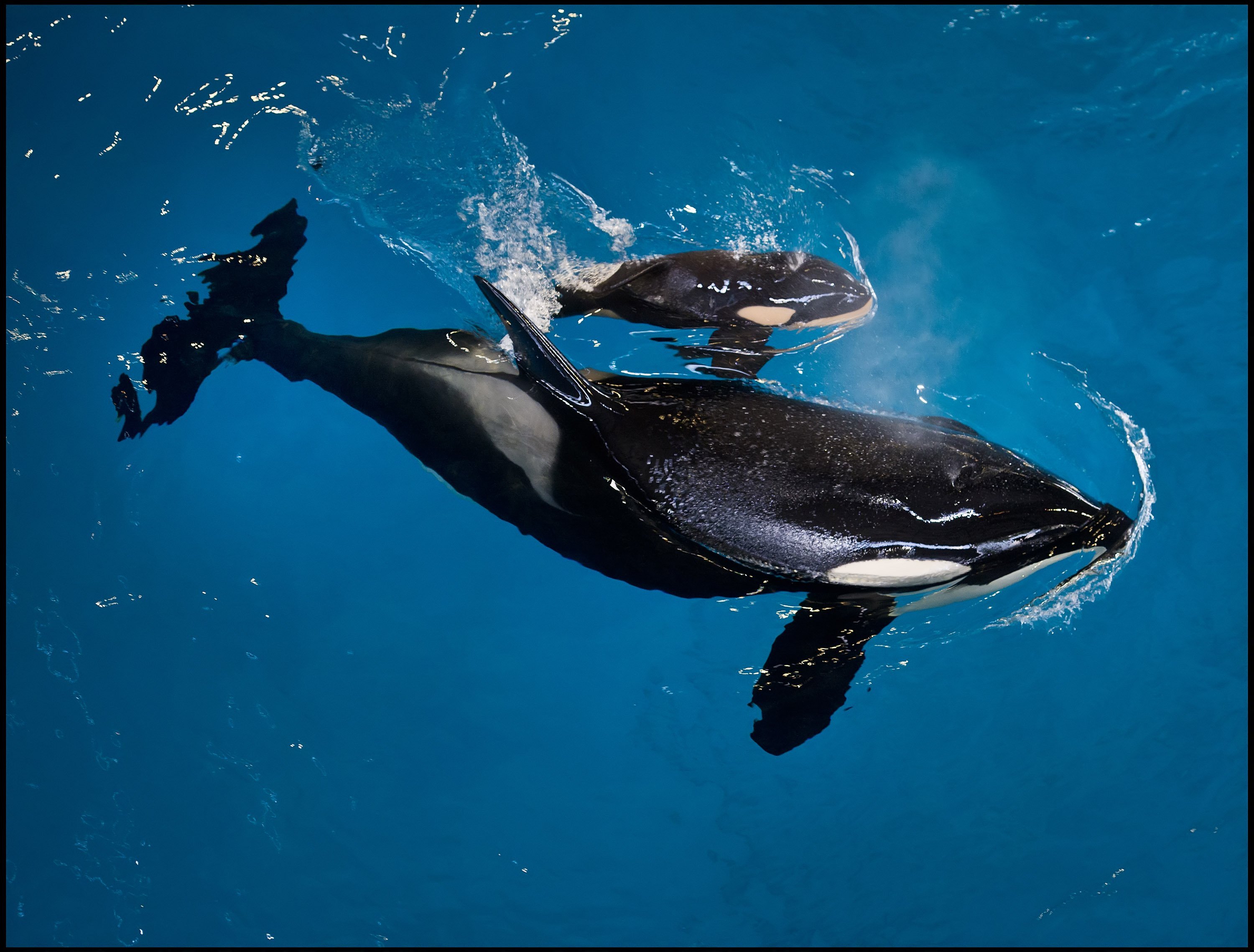 SeaWorld San Antonio welcomed an orca calf on Wednesday April 19, 2017 afternoon, the last to be born at a SeaWorld park.