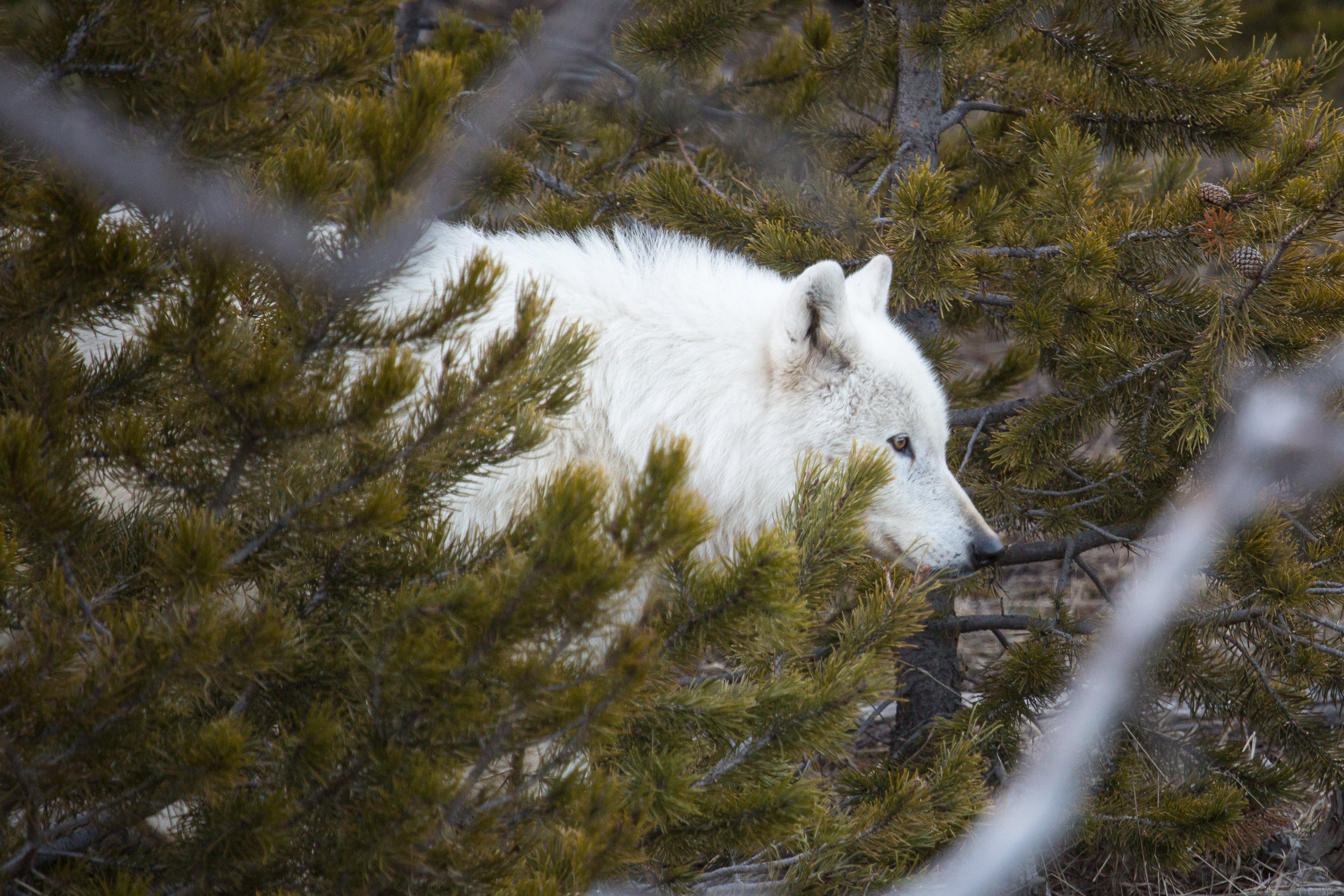 A $5,000 reward has been offered for information leading to the arrest of the gunman who mortally wounded a famous white wolf at Yellowstone National Park, the National Park Service announced.