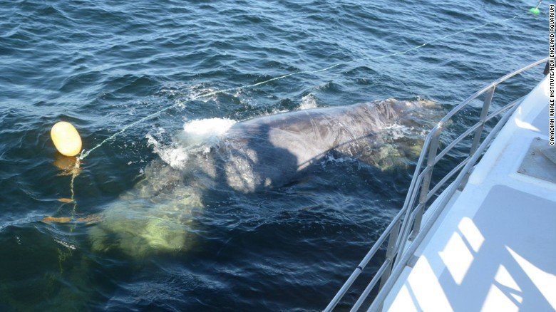 Howlett, 59, was killed Monday trying to disentangle a North Atlantic Right Whale off the coast of New Brunswick, according to a statement from Fisheries and Oceans Canada. 

Credit: Canadian Whale Institute/New England Aquarium