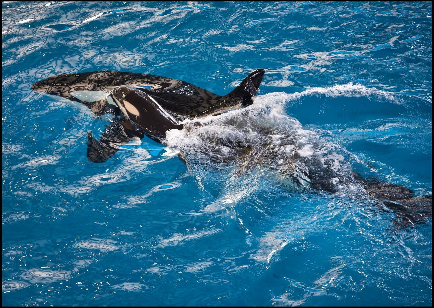 A three-month old killer whale, the last to be born in captivity at SeaWorld, died Monday after serious health problems, including what's likely to be pneumonia, according to the park.