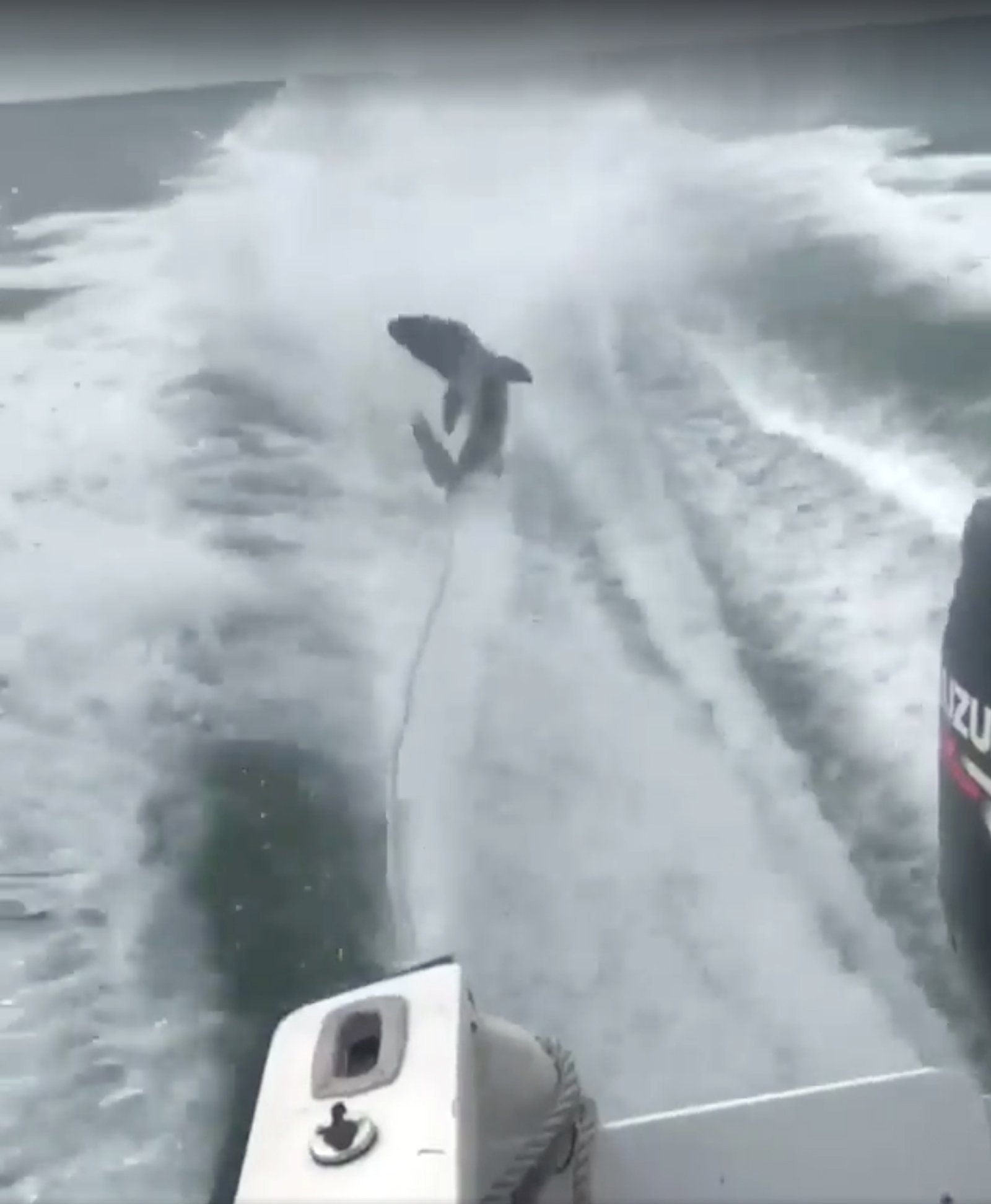 The video showed a struggling shark being towed behind a boat at high speeds.

Full credit: Florida Fish and Wildlife Conservation Commission