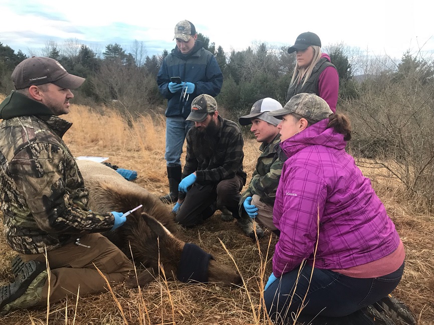 Pennsylvania Game Commission Elk Biologist Jeremy Banfield, at left, leads Penn State DuBois Wildlife Technology students in collecting data from a sedated elk near Benezette. Participating are, left to right: Standing, Nick Michelone and Samantha Carns. Kneeling, Garrett Orcutt, Eli DePaulis, and Instructor in Wildlife Technology Keely Roen. (Provided photo)