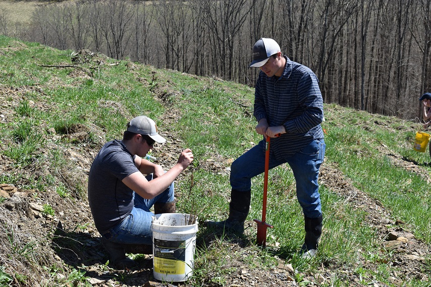 Students Bryant Miloser, left, and Eli Depaulis plant saplings on a 35-acre portion of reclaimed mine land in the Moshannon State Forrest as part of an ongoing reforestation project. (Provided photo)