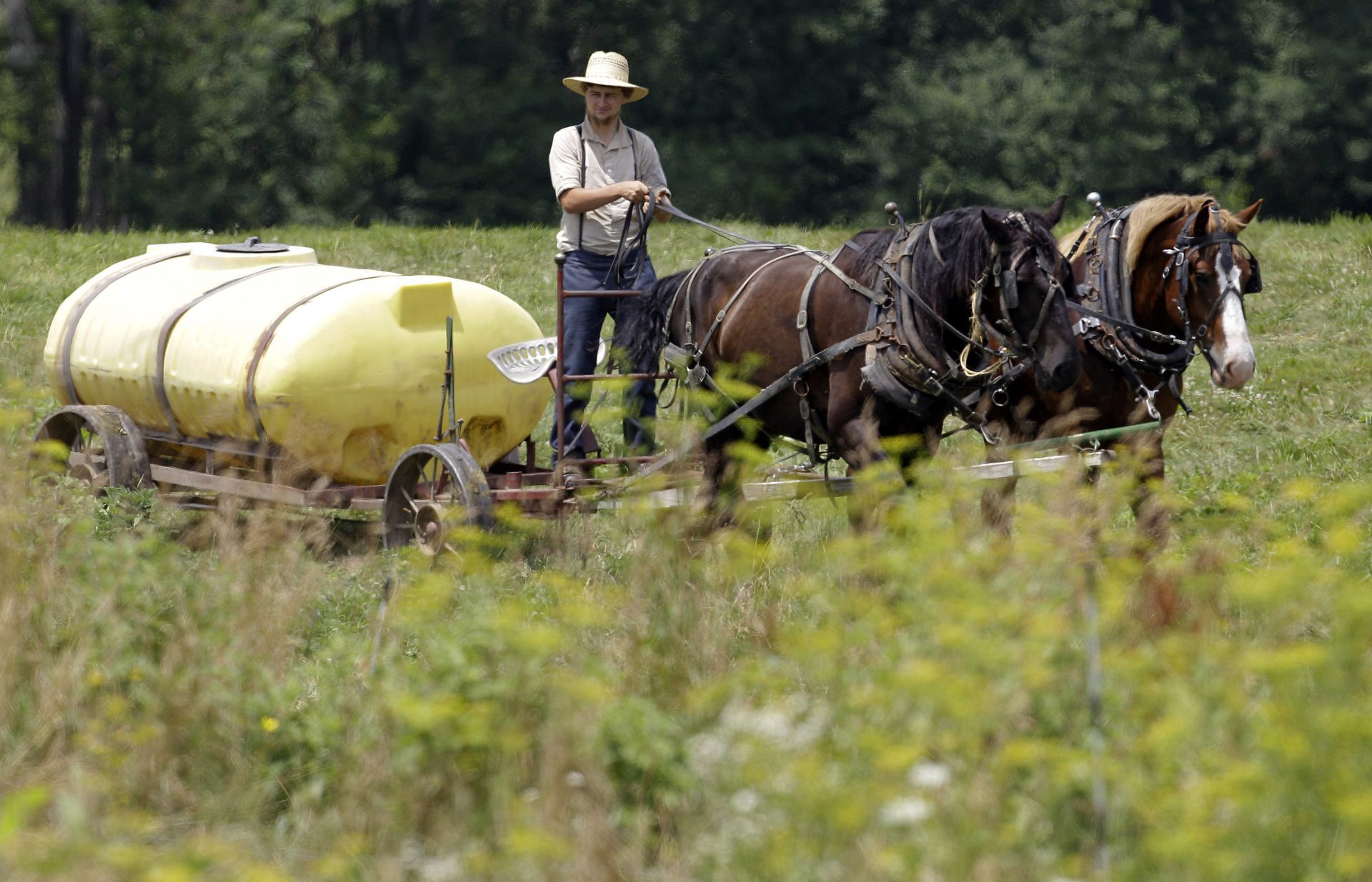 In this July 13, 2011 photo, an Amish man works in the field in Centerville, N.Y. Centerville, a town south of Buffalo, has an established Amish community. Longstanding Amish population centers in Pennsylvania and Ohio have lost families while Amish numbers in New York have boomed in the past two years, according to a new study by Elizabethtown College researchers.