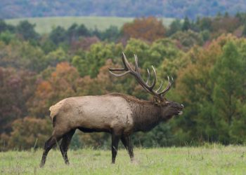 Wild elk are a major tourism driver in the region.

Commonwealth Media Services