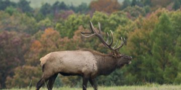 Wild elk are a major tourism driver in the region.

Commonwealth Media Services