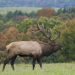 Wild elk are a major tourism driver in the region.

Commonwealth Media Services