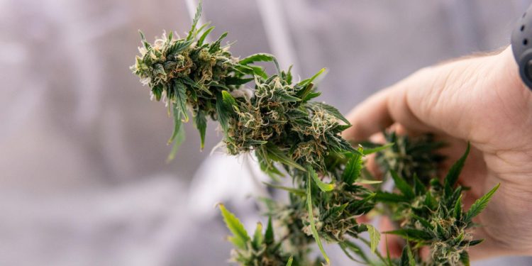 A marijuana plant is shown at harvest.

content_creator / Shutterstock.com