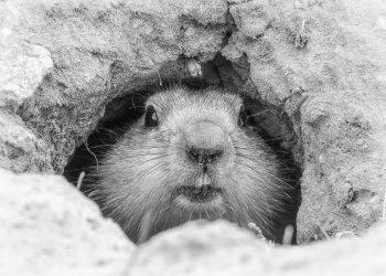Portrait of a cute vigilant groundhog