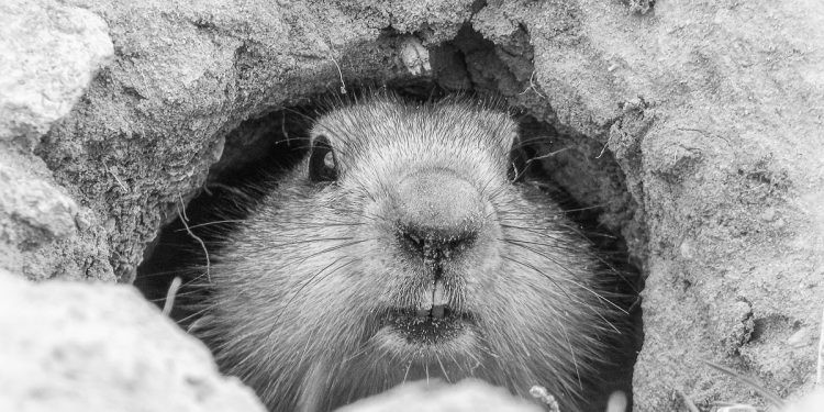 Portrait of a cute vigilant groundhog