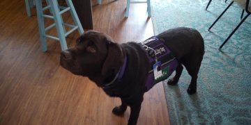 Kirby the service dog is dressed and ready to comfort children who have been abused when they are questioned by authorities at the Child Advocacy Center of Clearfield County. He has been “working” providing support to staff and others since Oct. 2020. (Photo by Julie Rae Rickard)