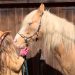 Forgotten Hearts Horse Sanctuary started by Lana Hubler-Thompson of Morrisdale rescues horses, donkeys, mules and ponies in addition to providing special programs for veterans. The organization is hosting a “Forgotten Hearts 2nd Wild West Festival” on Saturday, April 23 from 9 a.m. to 5 p.m. at the Morrisdale Rec Center. (Provided photo)