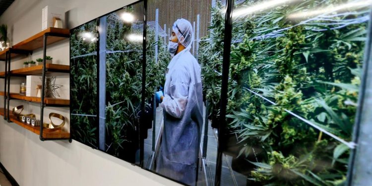 Photographs of marijuana plants are on the wall beside shelves of product displays during an open house Feb. 1, 2018, for the opening of CY+ Medical marijuana Dispensary in Butler, Pennsylvania.

Keith Srakocic / AP photo
Facebook
Twitter
Email
PrintCopy article link
Save