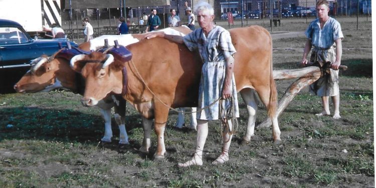 Henry Fryer from Kerrmoor with oxen at the 1954 Clearfield County Fair.