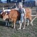 Henry Fryer from Kerrmoor with oxen at the 1954 Clearfield County Fair.