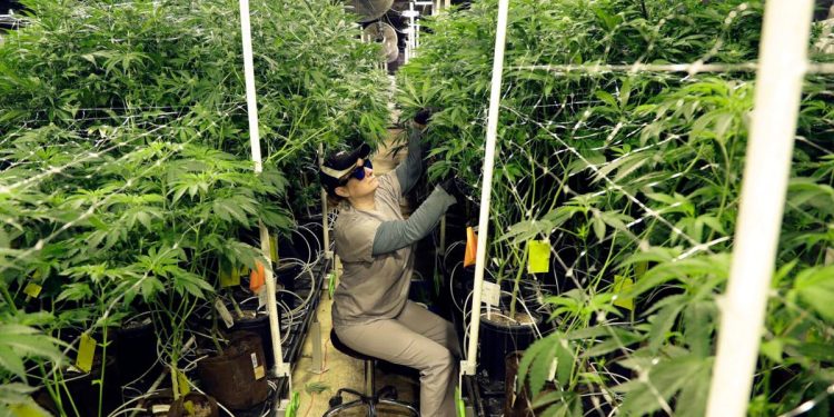 Heather Randazzo, a grow employee at Compassionate Care Foundation's medical marijuana dispensary, trims leaves off marijuana plants March 22, 2019, in the company's grow house in Egg Harbor Township, New Jersey.

Julio Cortez / AP photo