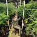 Heather Randazzo, a grow employee at Compassionate Care Foundation's medical marijuana dispensary, trims leaves off marijuana plants March 22, 2019, in the company's grow house in Egg Harbor Township, New Jersey.

Julio Cortez / AP photo