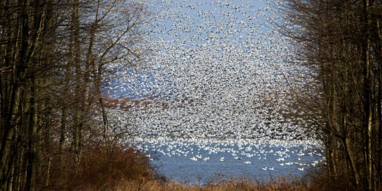 Thousands of migrating snow geese at the Middle Creek Wildlife Management Area in Lancaster County.

Elliott Cobin