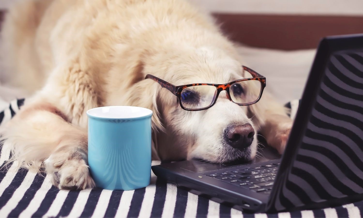 How to Keep Your Dog Busy While You're At Work! 