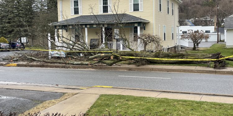 Strong wind gusts downed a large tree in front of the Greater Clearfield Chamber of Commerce Office on  Saturday (Submitted Photo).